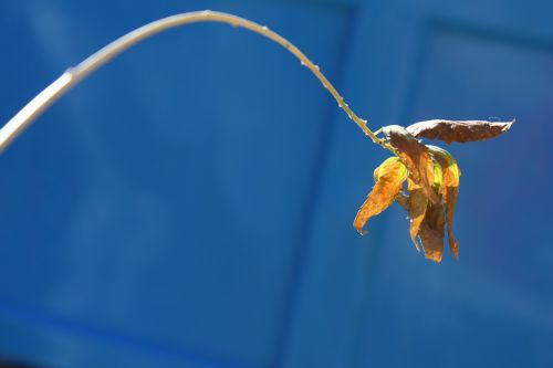 branch leaf blue