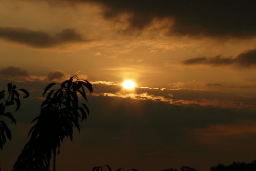 branch sun clouds