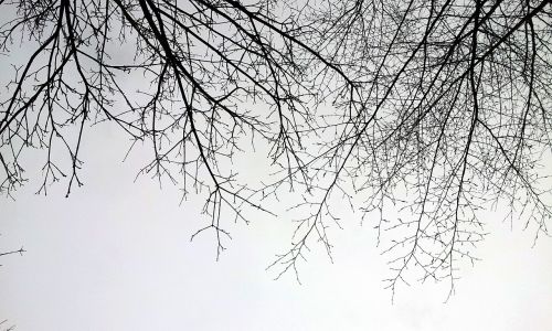 branch sky winter