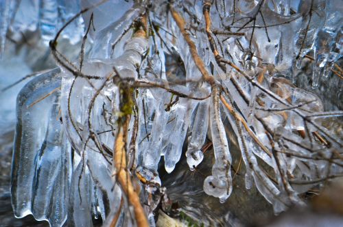 branch ice tree