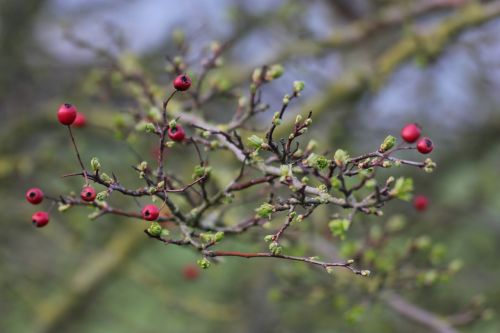 branch berries tree