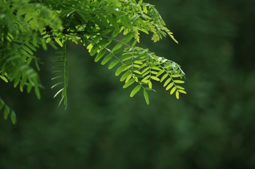 branch tree leaf