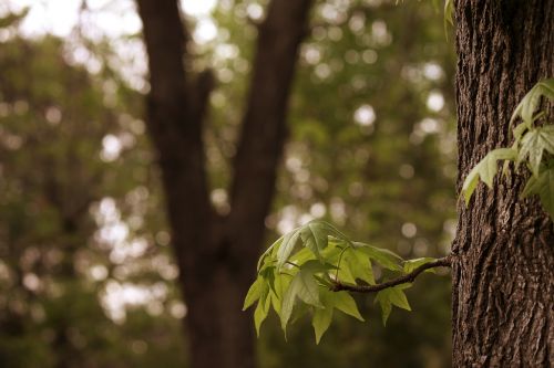 branch tree leaves