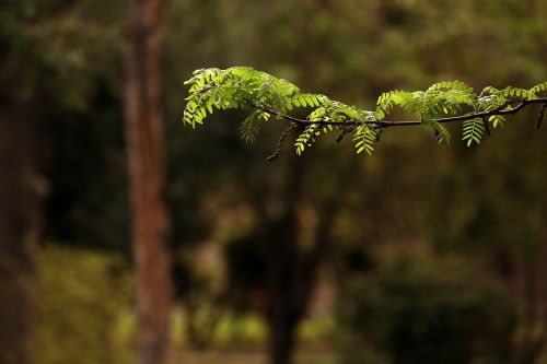 branch leaves leaf