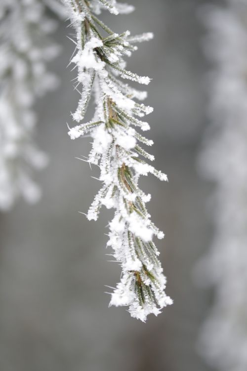 branch fir iced