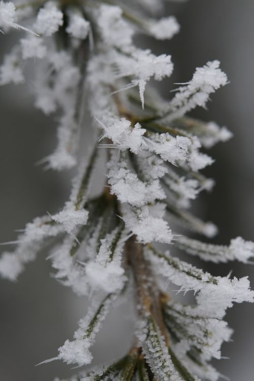 branch fir iced