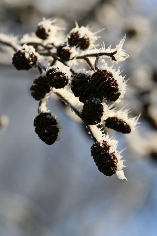 branch snow winter