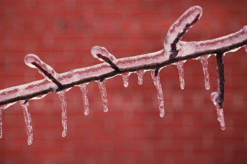 branch frozen ice