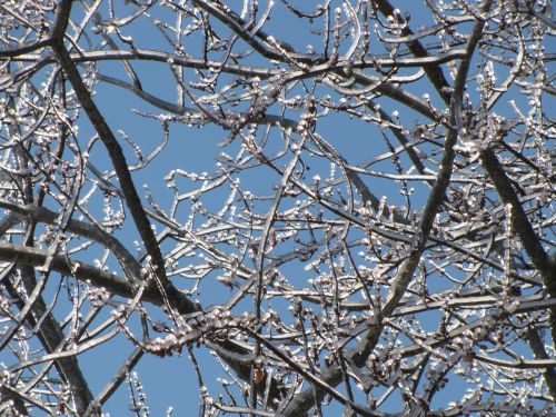 branch tree ice