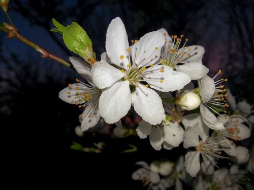 branch apple blossom white