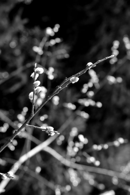 branch tree spring