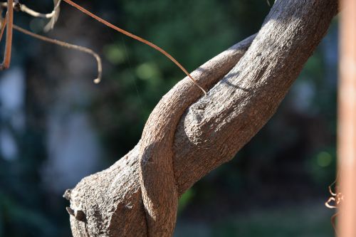 branch tree vine