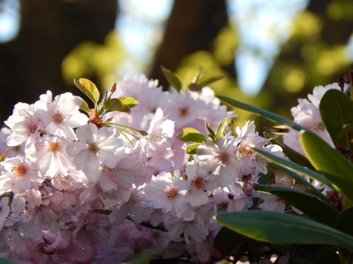 branch spring pink