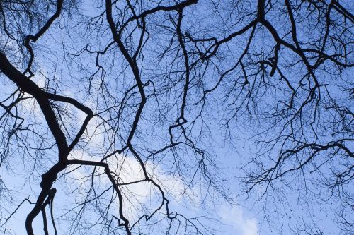 branch tree winter