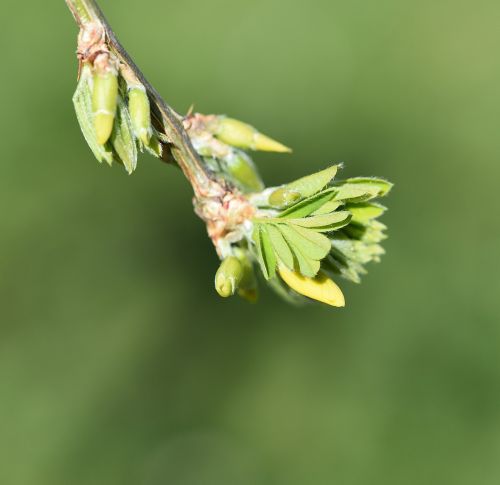 branch tree hanging elm