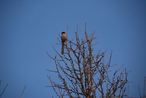 branch winter bird