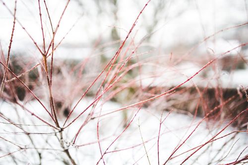 branch branches winter