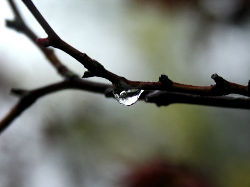branch drop of water rain