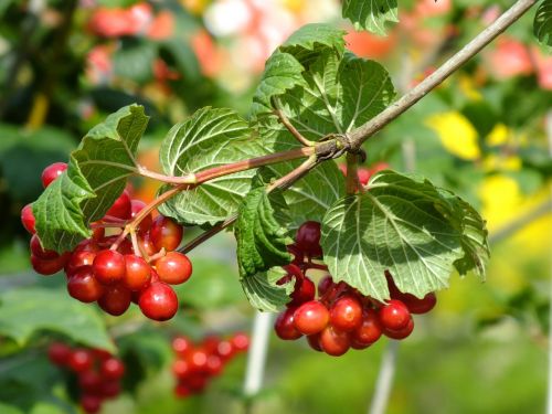 branch berry summer