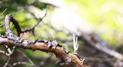 branch tree nature