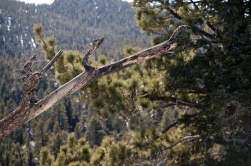 Branch In The Forest