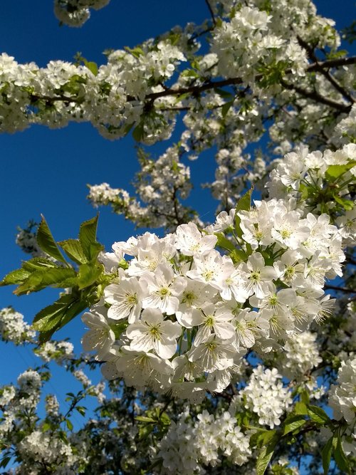 branch of cherry  spring