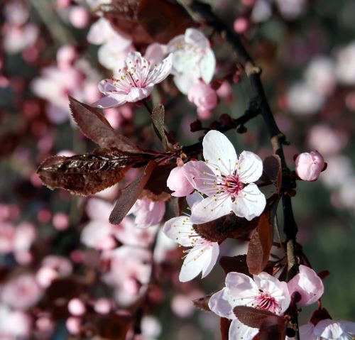 branch of cherry tree japanese tree flowering