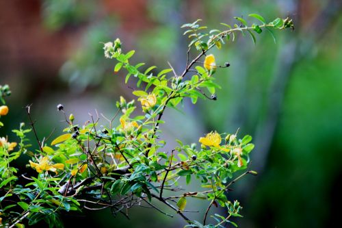 Branch Of Hypericum