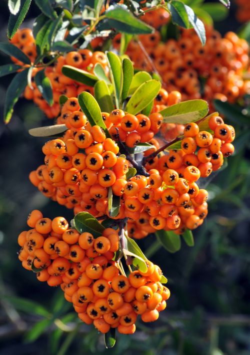 Branch Of Orange Berries