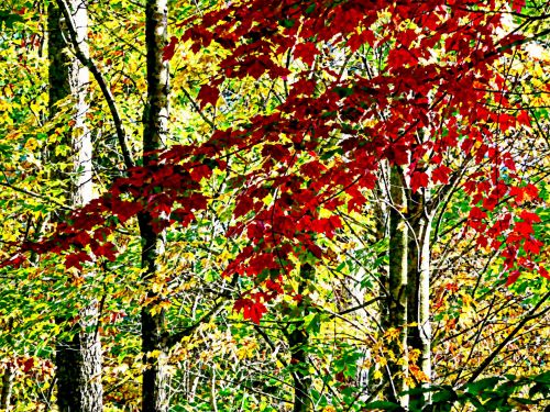 Branch Red Leaves