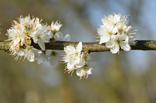 branch shrub flower  white flowers  flower