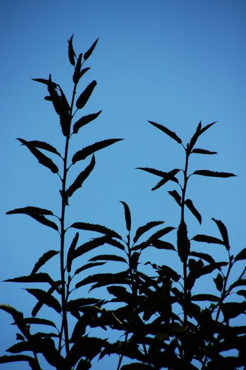 branches leaves sunset