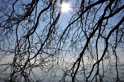 branches water sun