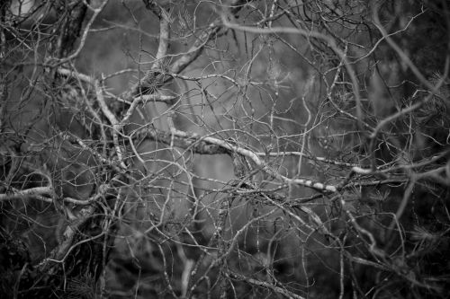 branches forest black and white