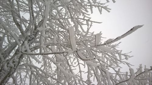 branches snow snowy