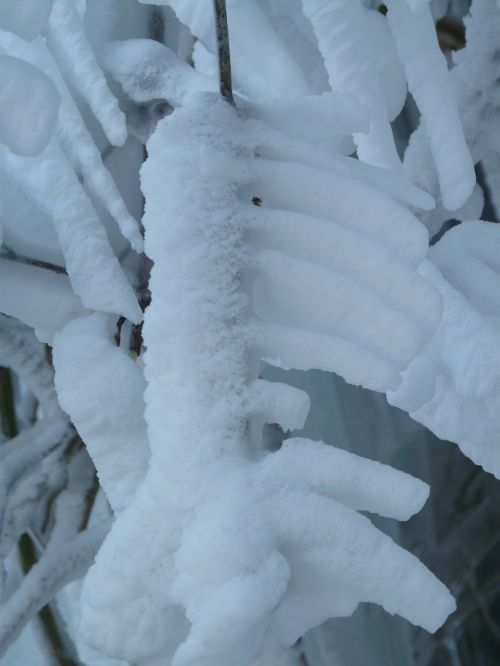 branches aesthetic hoarfrost