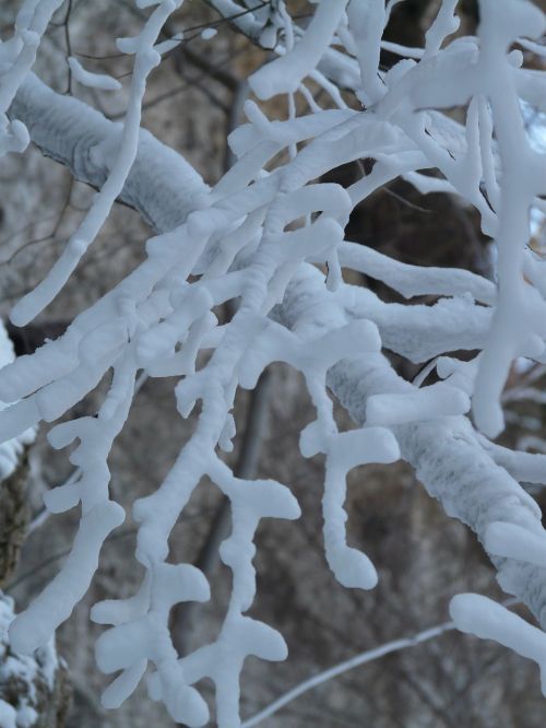 branches aesthetic hoarfrost