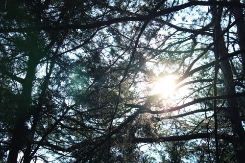 branches nature sun glare