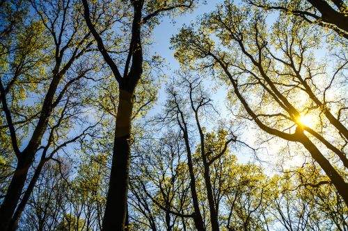 branches forest nature