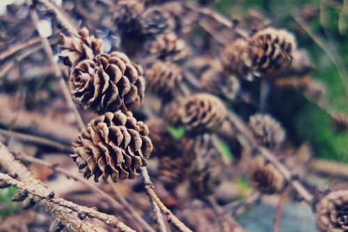 branches close-up macro