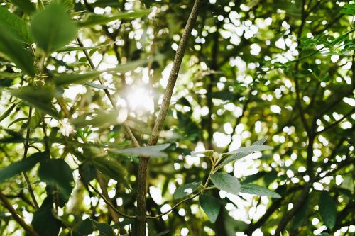 branches leaves nature