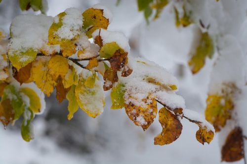 branches snowy leaves