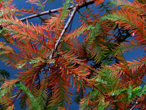 branches conifer larch