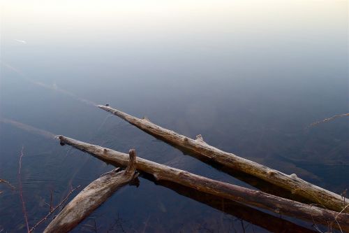 branches lake water