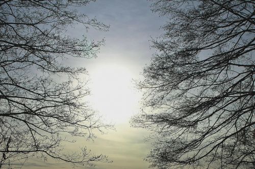 branches back light branch