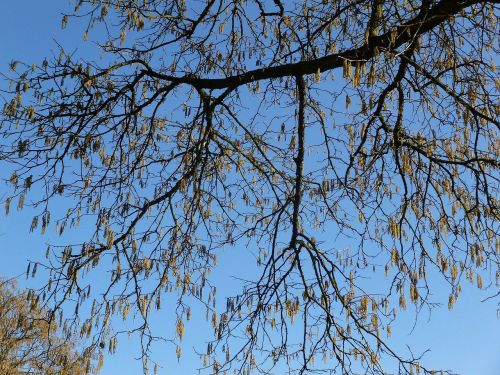 branches leaves tree