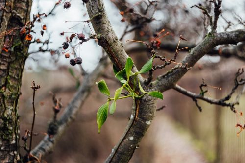 branches stem fruit