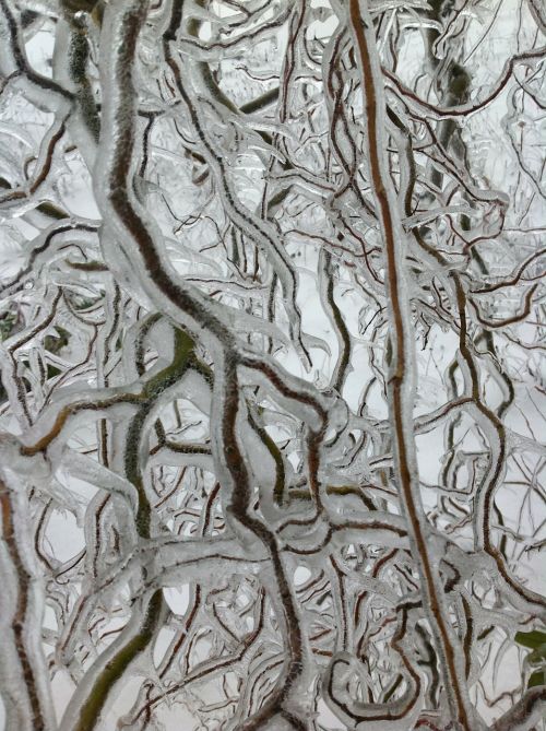 branches ice frozen