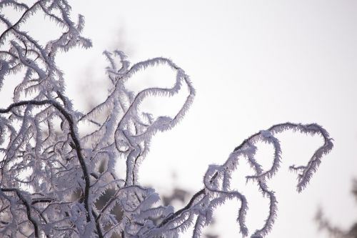 branches frost crystals