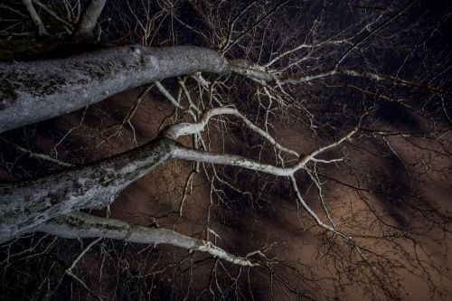 branches night sky